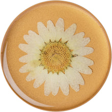 Load image into Gallery viewer, Pressed Flower White Daisy